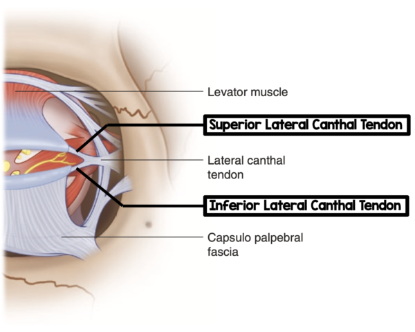 File:Components-of-Lateral-Canthal-Tendon-600x480.png